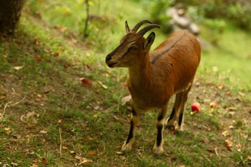 wild mountain goat.artvin/savsat 