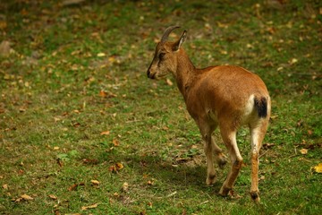 wild mountain goat.artvin/savsat 