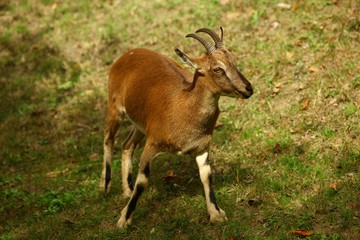 wild mountain goat.artvin/savsat 