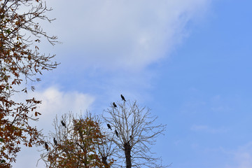 cormorants on the tree. plane cormorants on trees.