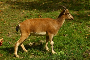 wild mountain goat.artvin/savsat 