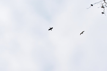 cormorants on the tree. Plane cormorants on trees.