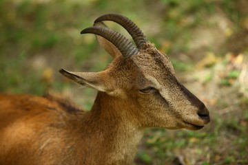wild mountain goat.artvin/savsat 