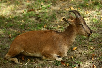 wild mountain goat.artvin/savsat 