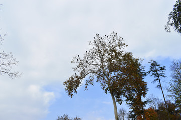 cormorants on the tree. plane cormorants on trees.