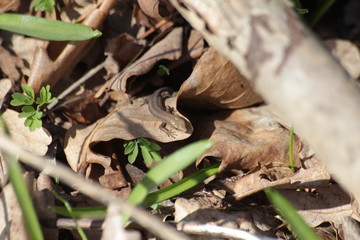 Lizard among the foliage of the tree.