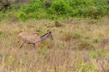 Greater kudu (Tragelaphus strepsiceros)
