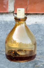 Piège à frelon asiatique