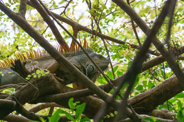 Green Iguana (Iguana iguana)