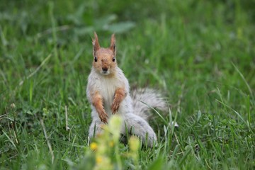 a squirrel eats walnuts in the garden.artvin 