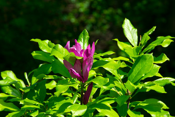 Purple flower in a big of green