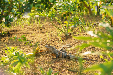 Black Spiny Tailed Iguana (Ctenosaura similis)