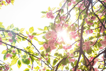 Pink Flowers branch Blossoms