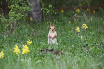 a squirrel eats walnuts in the garden.artvin 
