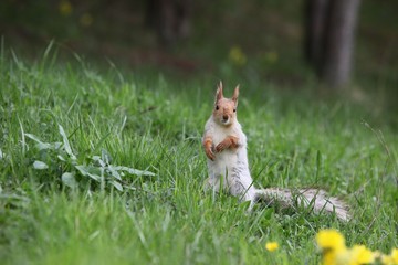 a squirrel eats walnuts in the garden.artvin 