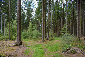 Forest trees grass path tree trunks of pine trees