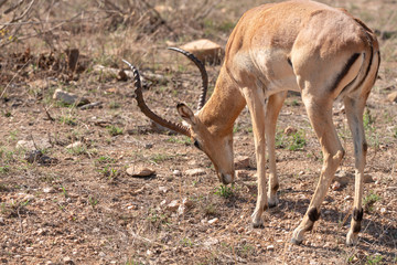 Impala (Aepyceros melampus)