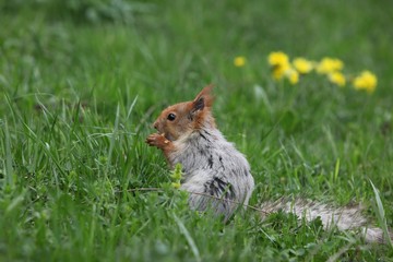 a squirrel eats walnuts in the garden.artvin 