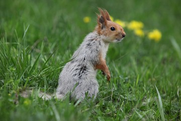 a squirrel eats walnuts in the garden.artvin 