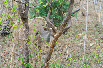 Greater kudu (Tragelaphus strepsiceros)