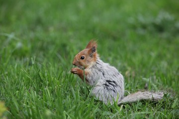 a squirrel eats walnuts in the garden.artvin 