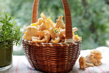 basket full of fresh forest chanterelles