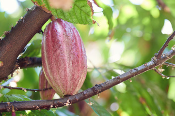 Macro of wet cocoa pod