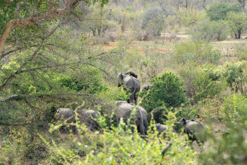 African Elephant (Loxodonta africana)