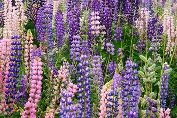 Obraz premium Close up of field of colorful mountain lupins of various colors