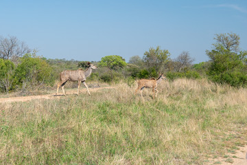 Greater kudu (Tragelaphus strepsiceros)
