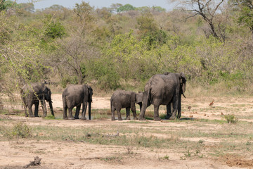 African Elephant (Loxodonta africana)
