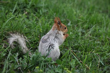 a squirrel eats walnuts in the garden.artvin 