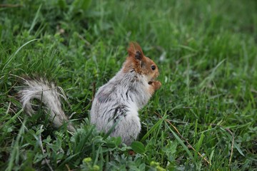 a squirrel eats walnuts in the garden.artvin 