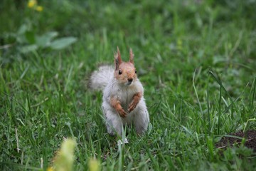 a squirrel eats walnuts in the garden.artvin 
