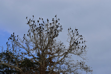 cormorants on the tree. plane cormorants on trees.