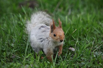 a squirrel eats walnuts in the garden.artvin 