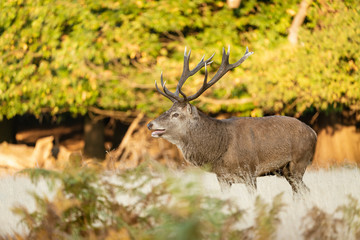 Red Deer stag (Cervus elaphus)