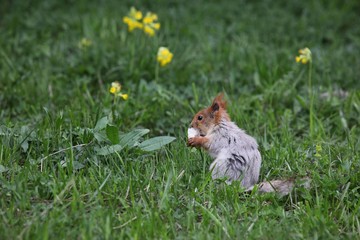 a squirrel eats walnuts in the garden.artvin 