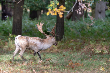 Fallow Deer (Dama dama)