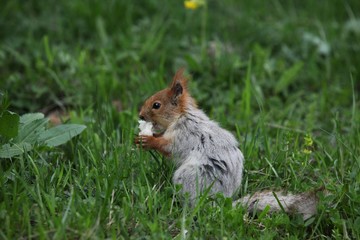 Naklejka na ściany i meble a squirrel eats walnuts in the garden.artvin 