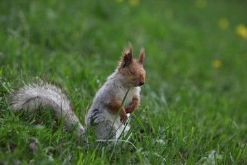 a squirrel eats walnuts in the garden.artvin 