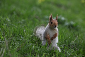 a squirrel eats walnuts in the garden.artvin 