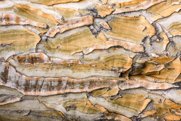 bark of a tree