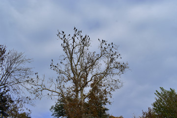 cormorants on the tree. plane cormorants on trees.