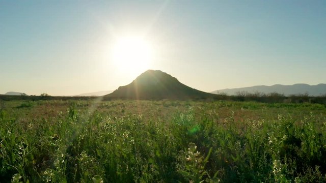 Blossoming spring wildflowers and green plants in Mojave Desert, bright sun