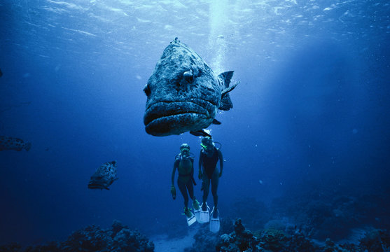 Sucba Diving Barier reef