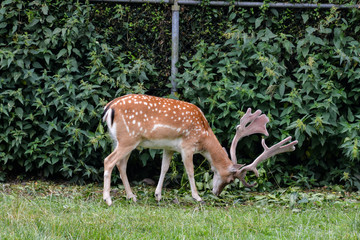 Cute spotted fallow