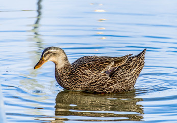 Duck in a Pond