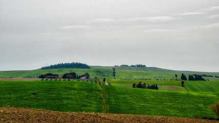 Obraz premium Maremma