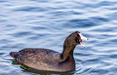 American Coot